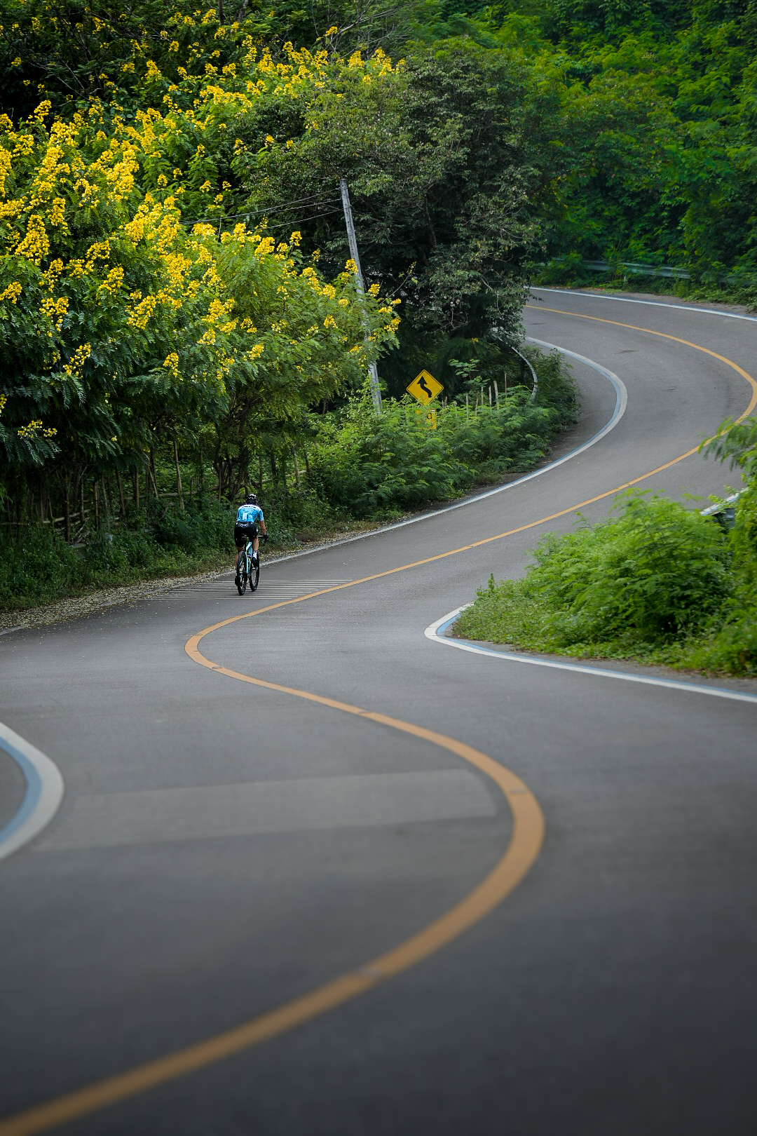Lone cyclist on a sweeping jungle road lined with yellow blossom