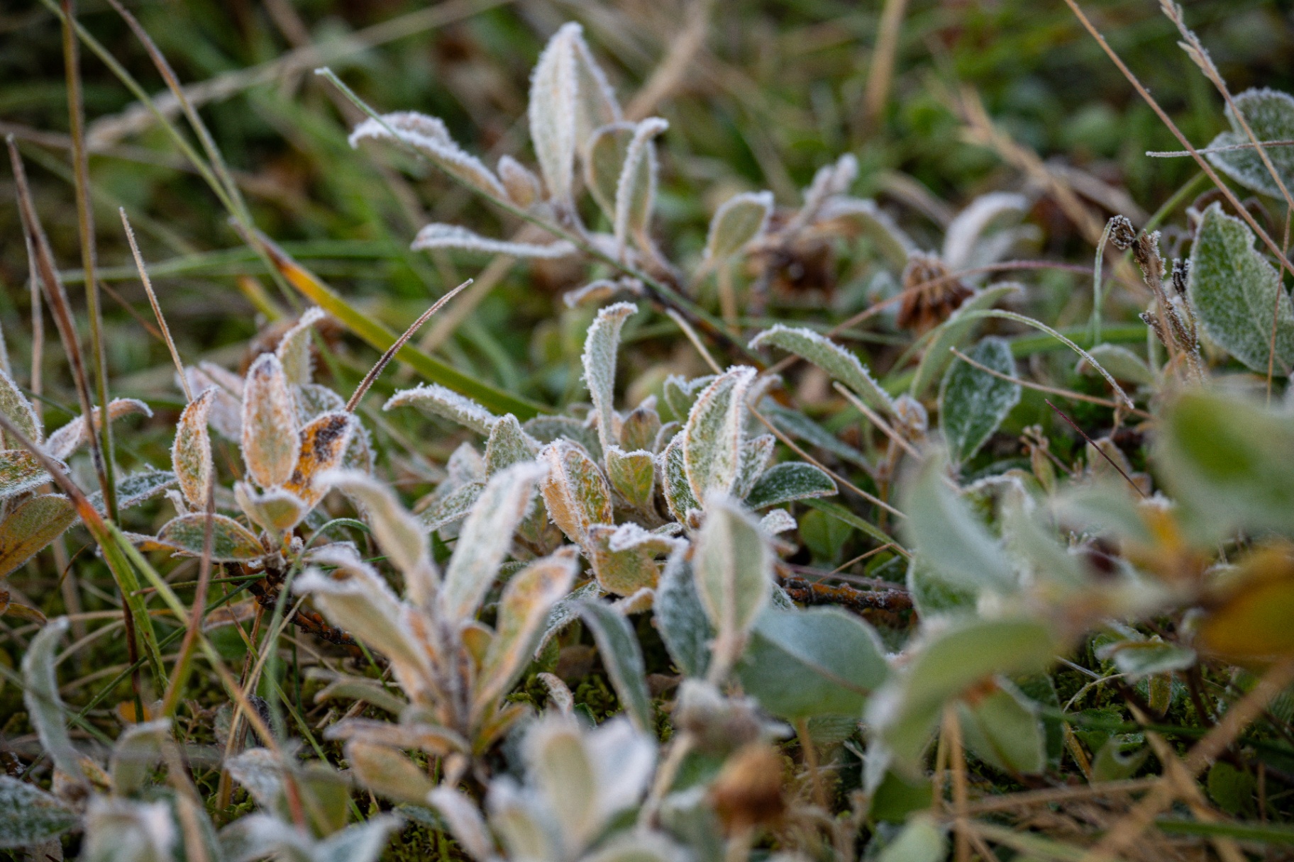 Frost rimed dwarf willow leaves at first light on the tundra