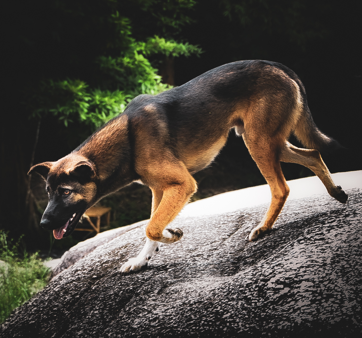 Dog stepping down a sunlit boulder