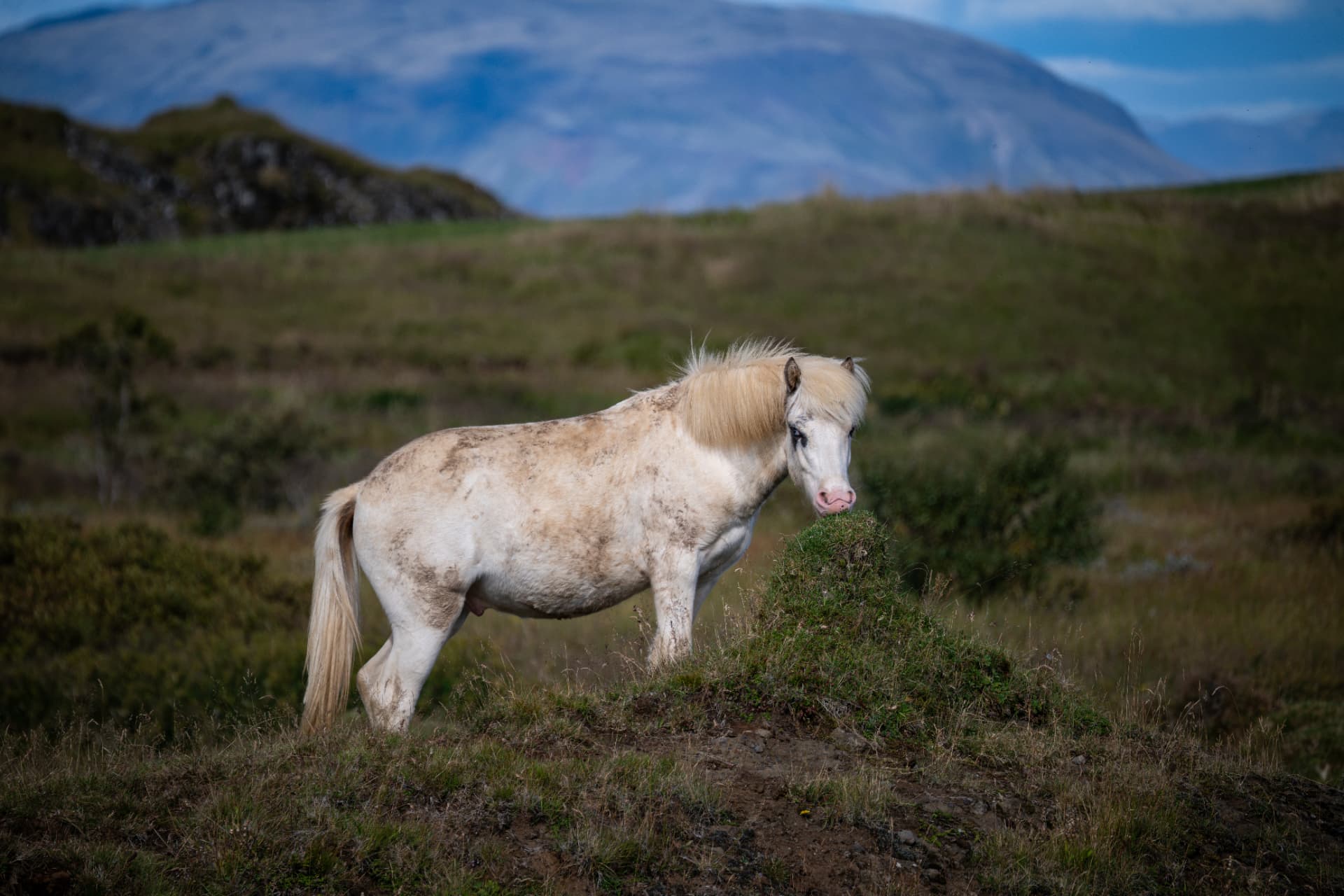 Pale Icelandic horse grazing with a blue mountain plateau behind