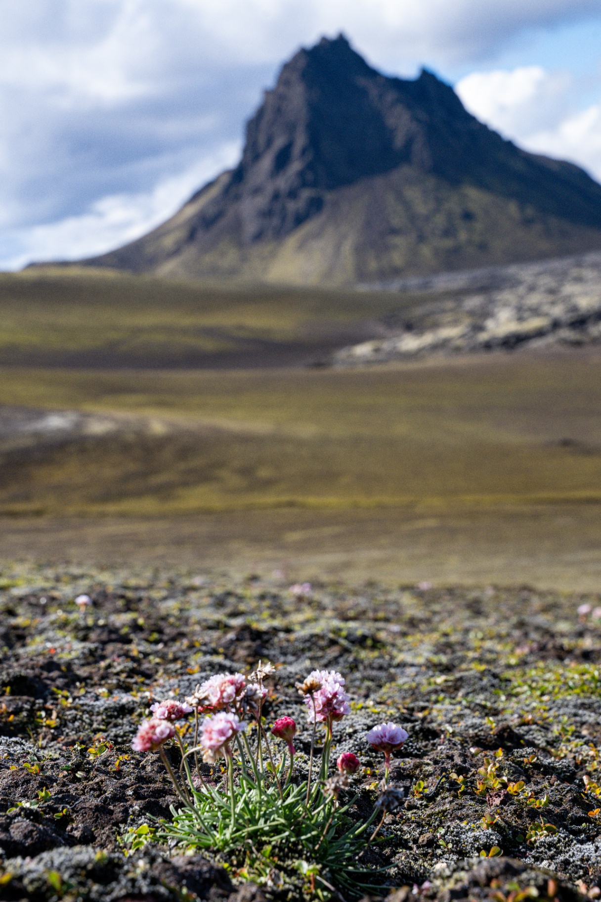 Cluster of pink sea thrift flowers growing from lava rock below an Icelandic peak
