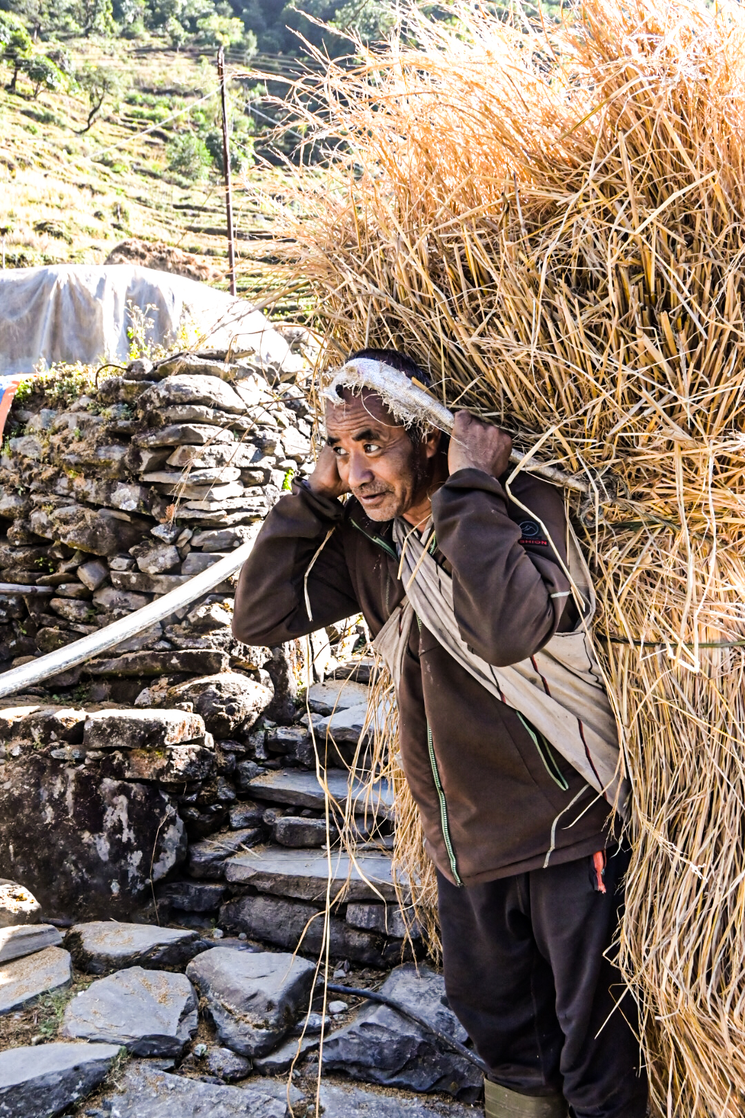 Nepali farmer carrying a huge bundle of straw up stone steps