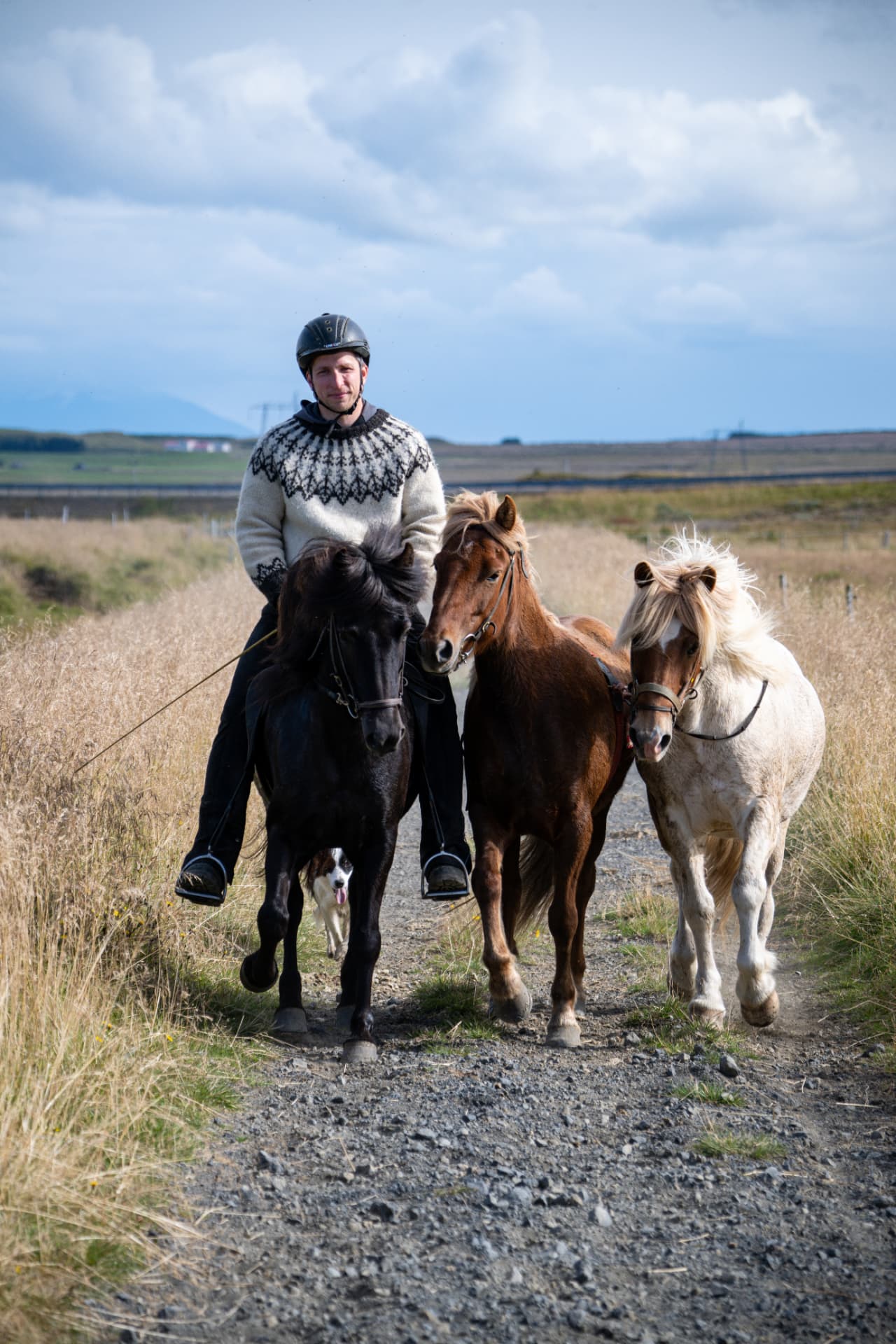 Icelandic horseman in a traditional wool sweater leading loose horses and a dog down a gravel track