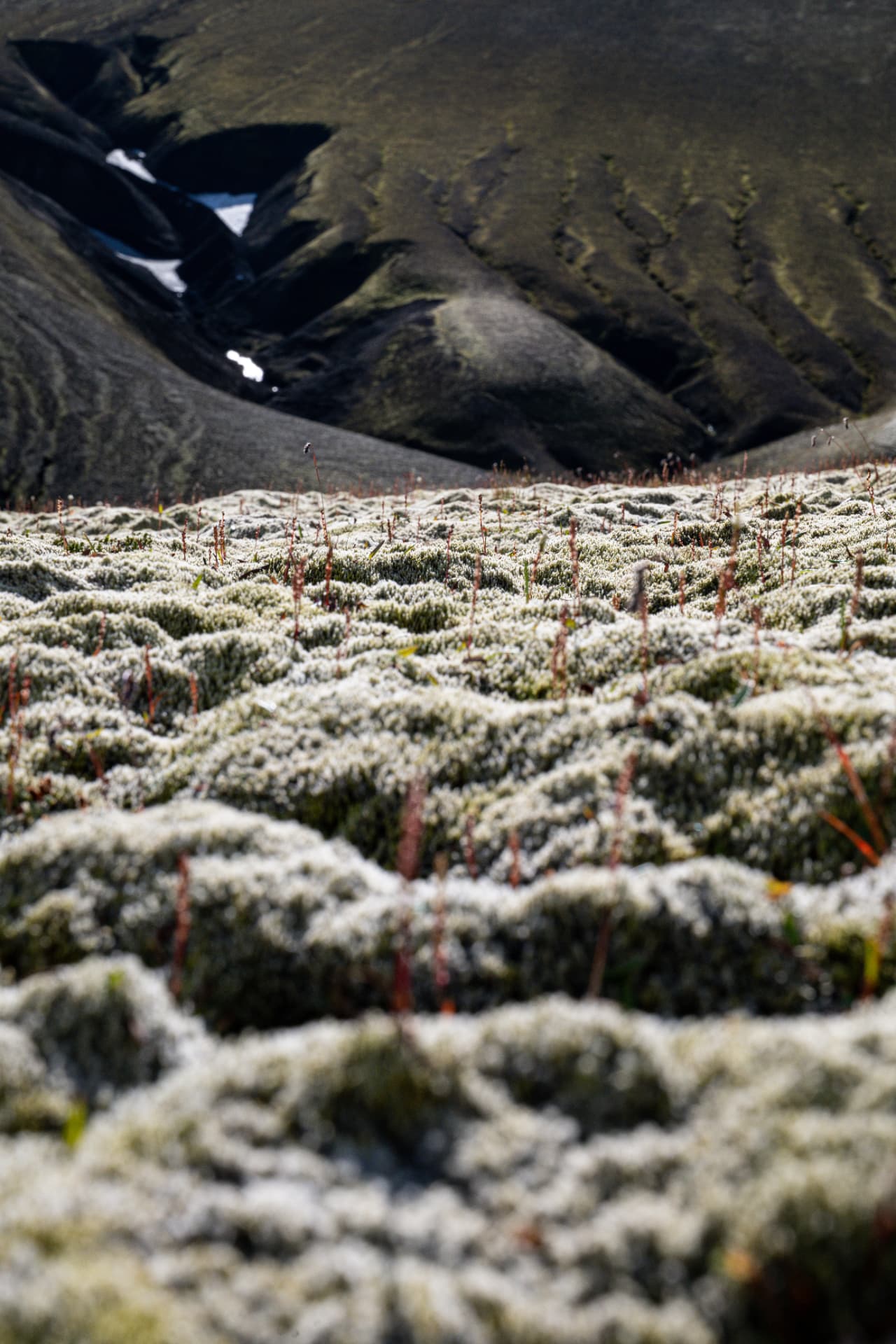 Close up of pale grey Icelandic moss with dark mountain slopes behind