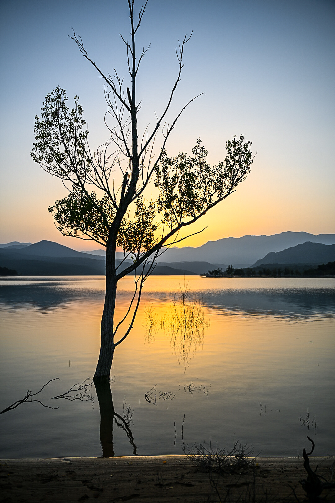 Lone tree standing in still water at sunset
