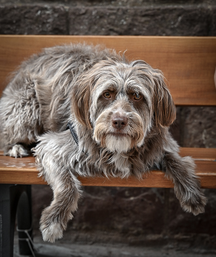 Portrait of a wire-haired dog resting on a wooden bench